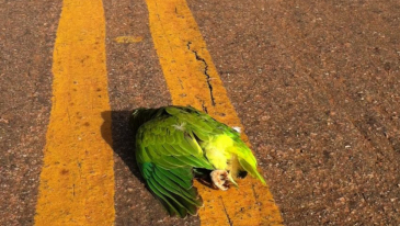 Cuidados com animais nas estradas devem ser redobrados nessa &eacute;poca