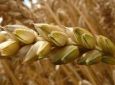 DCI - País deve elevar importação de trigo em 2018