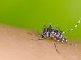 SEST SENAT - Entenda a importância de combater o mosquito da dengue para enfrentar a febre amarela