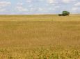 BAND NEWS - Safra de grãos de inverno deve chegar a 41 milhões de toneladas no Paraná
