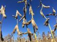 AGROLINK - Paraná projeta maior plantio de soja da história