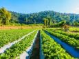 CBN - Projeto quer incentivar inovações para o agronegócio