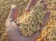 AGROLINK - Brasil vai aumentar área de grãos
