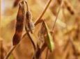 AGROLINK - Apenas 29% da soja do Paraná tem condição boa