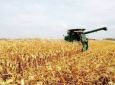 Paraná deve produzir 14 milhões de toneladas de milho safrinha, estima Deral