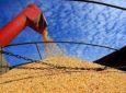 Safra de milho movimenta os fretes marítimos no Paraná