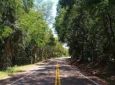 DER/PR finaliza licitação para poda de árvores em 742 km de rodovias do Oeste e Sudoeste