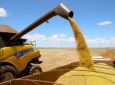 Paraná pode colher 20,8 milhões de toneladas de soja, maior volume da história