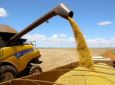 Agricultura prevê aumento de 38% na safra de grãos, estimada em 46,85 milhões de toneladas