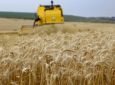 Colheita de trigo deve intensificar em setembro no Paraná
