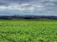 Safra de grãos aumenta 37% no Paraná