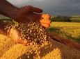 Produtores de milho enfrentam perdas na 'safrinha'