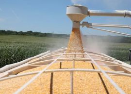 CONAB - Leilões ofertam venda de 50 mil t de milho e contratam frete para atender 12 estados