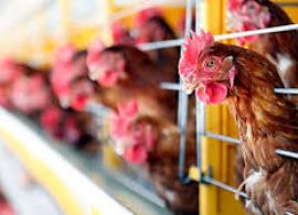 GP - Como indústria e agronegócio do Paraná se preparam para o mundo depois da pandemia