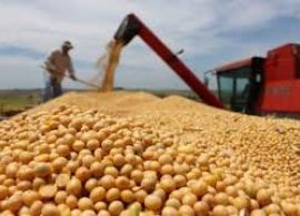 AGROLINK - Soja da safra 19/20 está com 98,59% do volume negociado