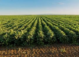 AGROLINK - Brasil colherá maior safra da história