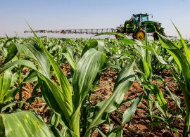 O GLOBO - Agronegócio continua a trazer boas notícias para a economia brasileira
