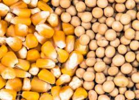 GP - Preço das commodities agropecuárias deve seguir alto, mas tendência é de estabilidade
