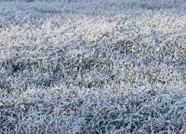 AGROLINK - Inverno inicia oficialmente nesta segunda-feira (21)