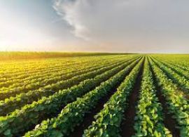 CBN - PIB da agropecuária tem projeção de crescimento para 2021