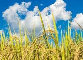 CBN - Safra Agrícola de 2021 deve ter desempenho 1% menor do que a de 2020