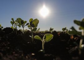 AEN - Produtores iniciam plantio da soja e área de cultivo deve chegar a 5,62 milhões de hectares