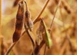 AGROLINK - Apenas 29% da soja do Paraná tem condição boa