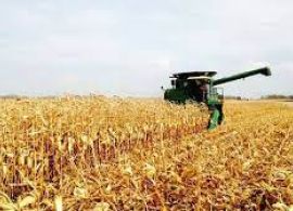Paraná deve produzir 14 milhões de toneladas de milho safrinha, estima Deral