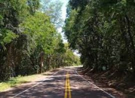 DER/PR finaliza licitação para poda de árvores em 742 km de rodovias do Oeste e Sudoeste