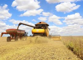 Colheita da soja atrasa, com 30% da área concluída