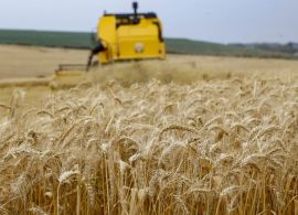 Colheita de trigo deve intensificar em setembro no Paraná
