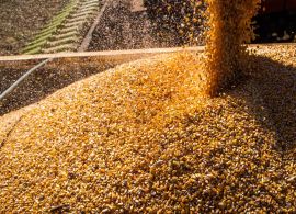 Conab: produção de grãos deve crescer 17,4% na safra 2022/2023