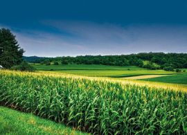 PIB do agro mantém alta modesta no 2º tri; avanço em 2023 é de 0,5%
