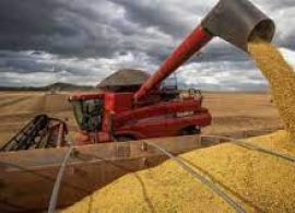 Safras reduz previsão de exportação de soja do Brasil em 2024; colheita vai a quase 30%