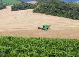 Calor e chuvas reduzem projeção da safra de verão