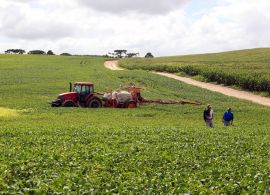 Safra de verão deve ser 17% menor do que o previsto no Paraná