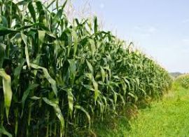 Ajustes na área de milho e soja resultam em uma produção de 295,45 milhões de toneladas nesta safra
