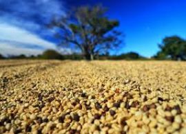 Paraná projeta cerca de 750 mil sacas de café em 172 municípios em 2024