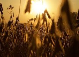 Exportações de soja crescem 53% no Paraná