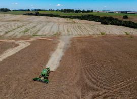 Com evolução de 34%, Paraná deve colher 646 mil toneladas de feijão em 2024