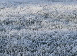 Região Sul do Brasil se prepara para o maior frio do ano com temperaturas negativas