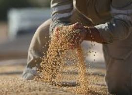 Safra de soja aponta alta de 20% na produção do Paraná