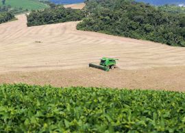 Área semeada e bom clima mantêm expectativa de safra recorde para o feijão no Paraná