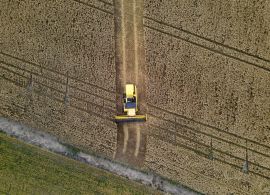 Paraná terá maior crescimento da produção agrícola entre estados do Sul e Sudeste em 2025