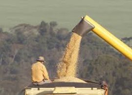 Safra de milho do Paraná deve ter a maior produtividade média da história em 2025, segundo Deral
