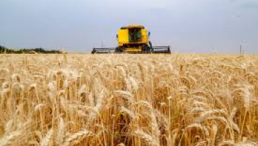 Avanço da colheita do trigo aponta para safra com recorde de produtividade no Paraná