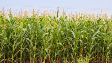 Exporta&ccedil;&otilde;es paranaenses de milho crescem 179% e receitas triplicam em 2025