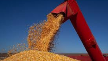 Safra de gr&atilde;os deve superar as 356 milh&otilde;es de toneladas e bater recorde